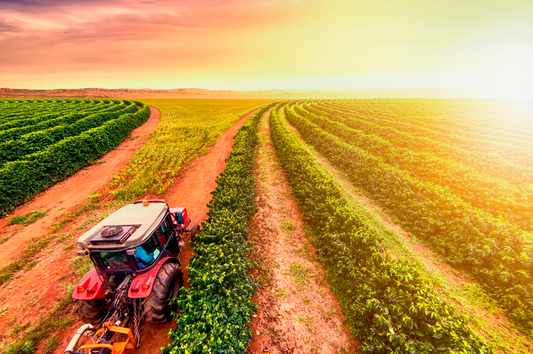 As Variáveis do Terroir: Explorando as Características Geoclimáticas e sua Relação com os Aspectos Sensoriais do Café