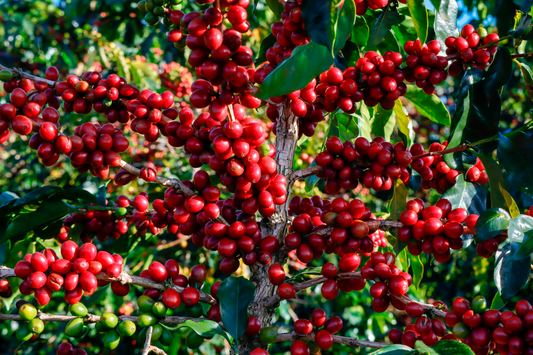 A Influência do Terroir nas Condições de Colheita e Processamento do Café